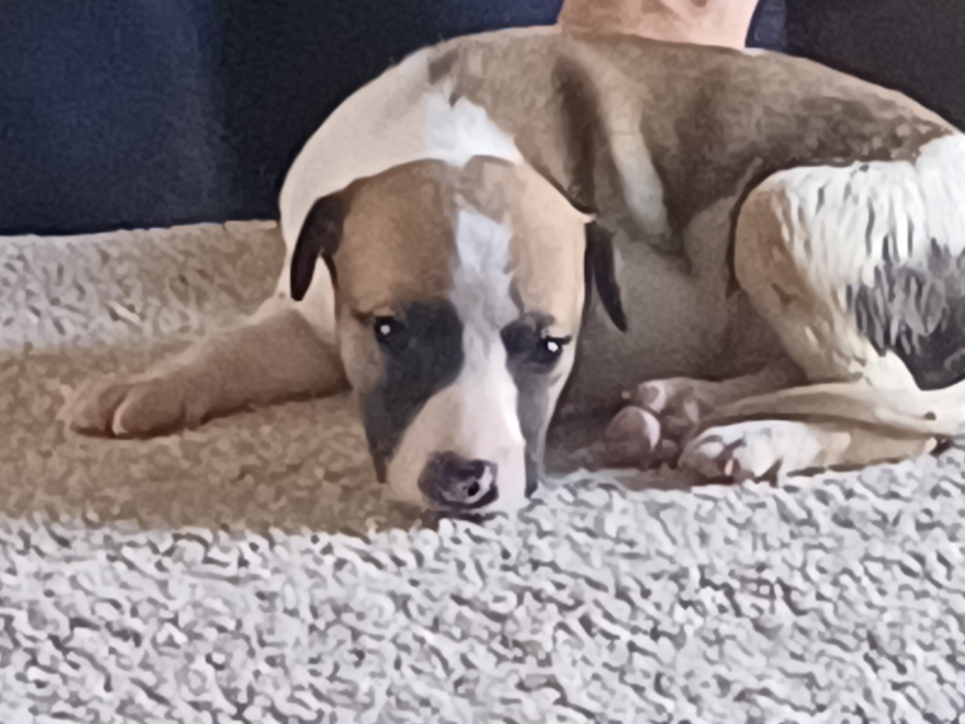 De Lev'horse - Chiots disponibles - Whippet