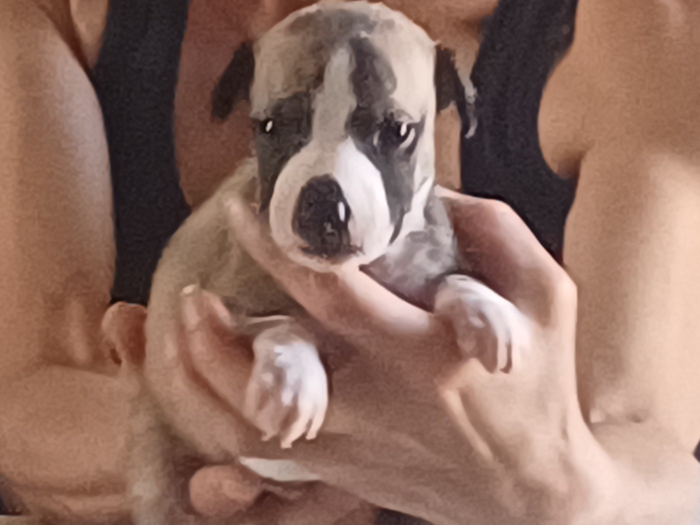 De Lev'horse - Chiots disponibles - Whippet
