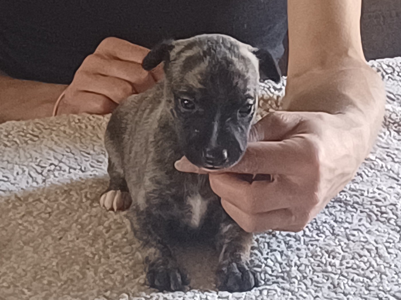 De Lev'horse - Chiots disponibles - Whippet