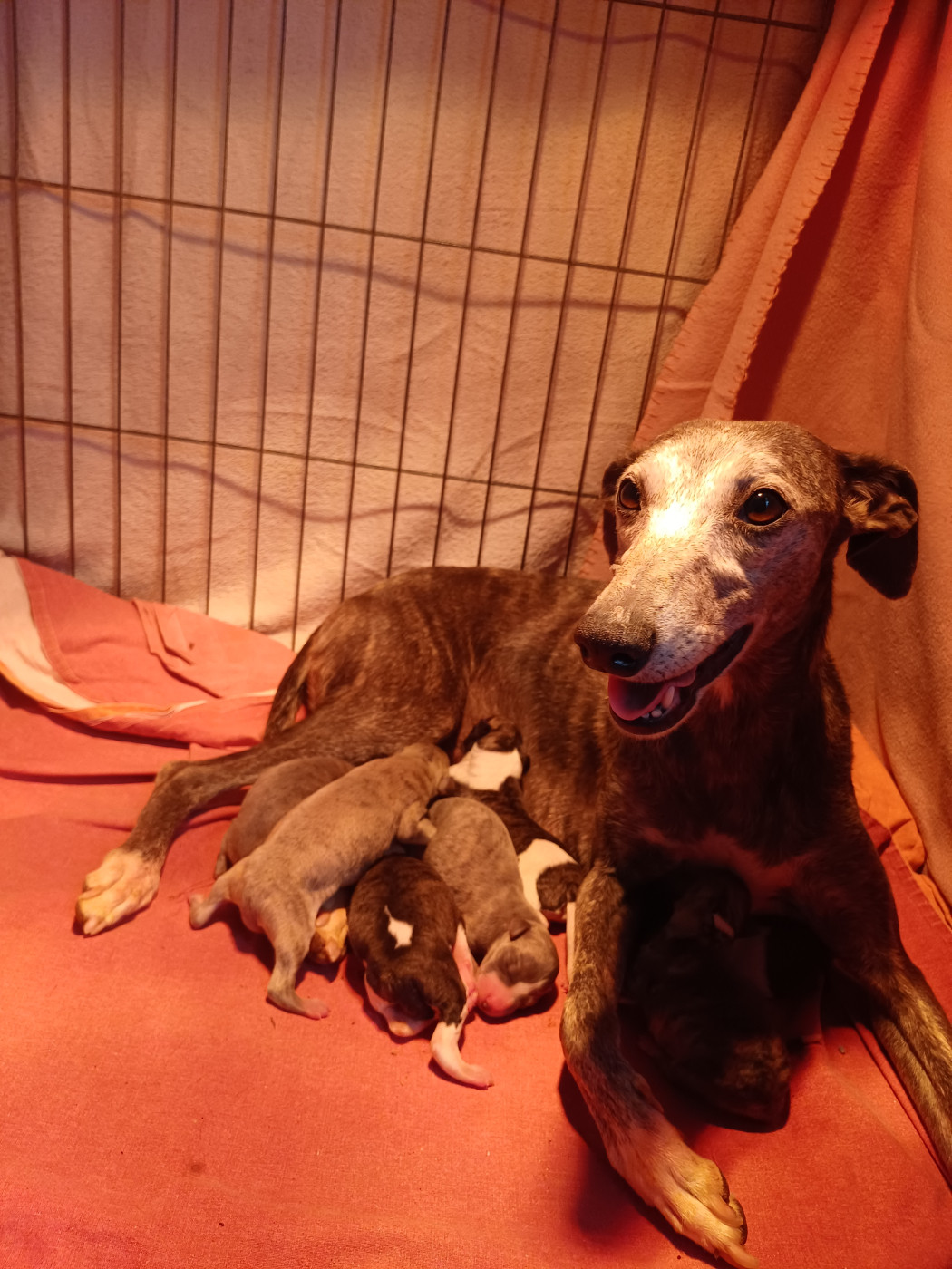 Chiot Whippet De Lev'horse