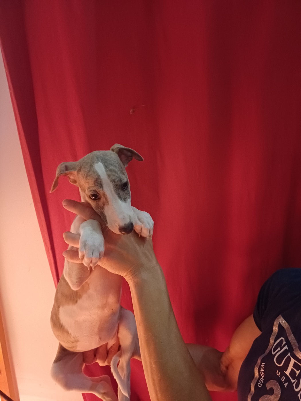 De Lev'horse - Chiots disponibles - Whippet