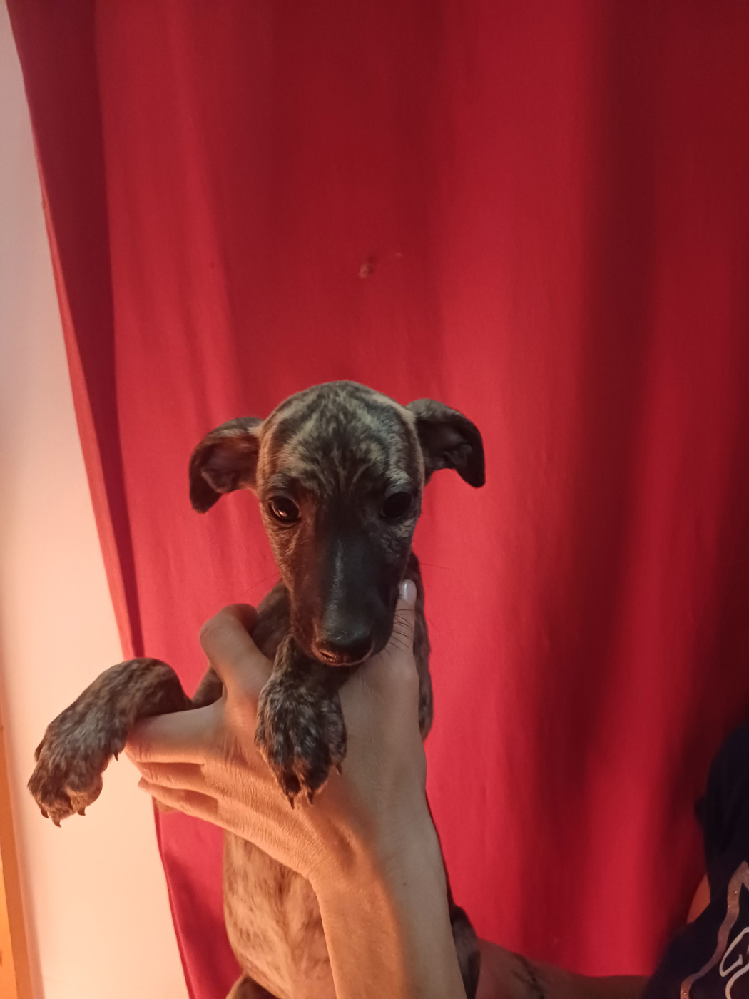 De Lev'horse - Chiots disponibles - Whippet