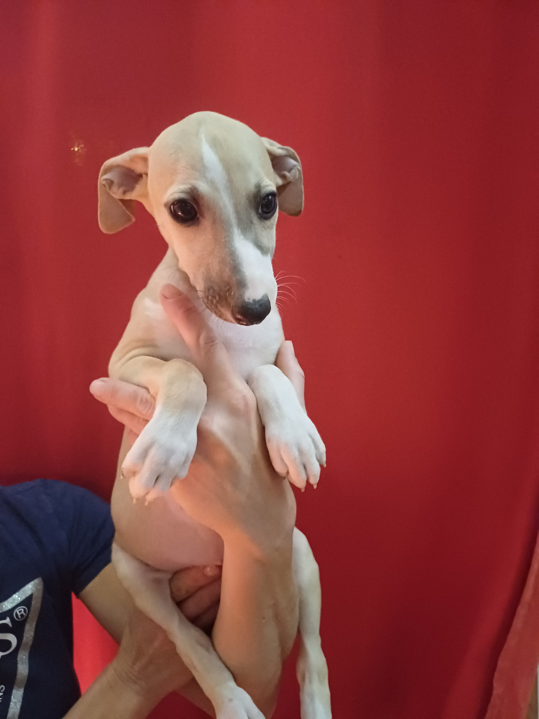 De Lev'horse - Chiots disponibles - Whippet