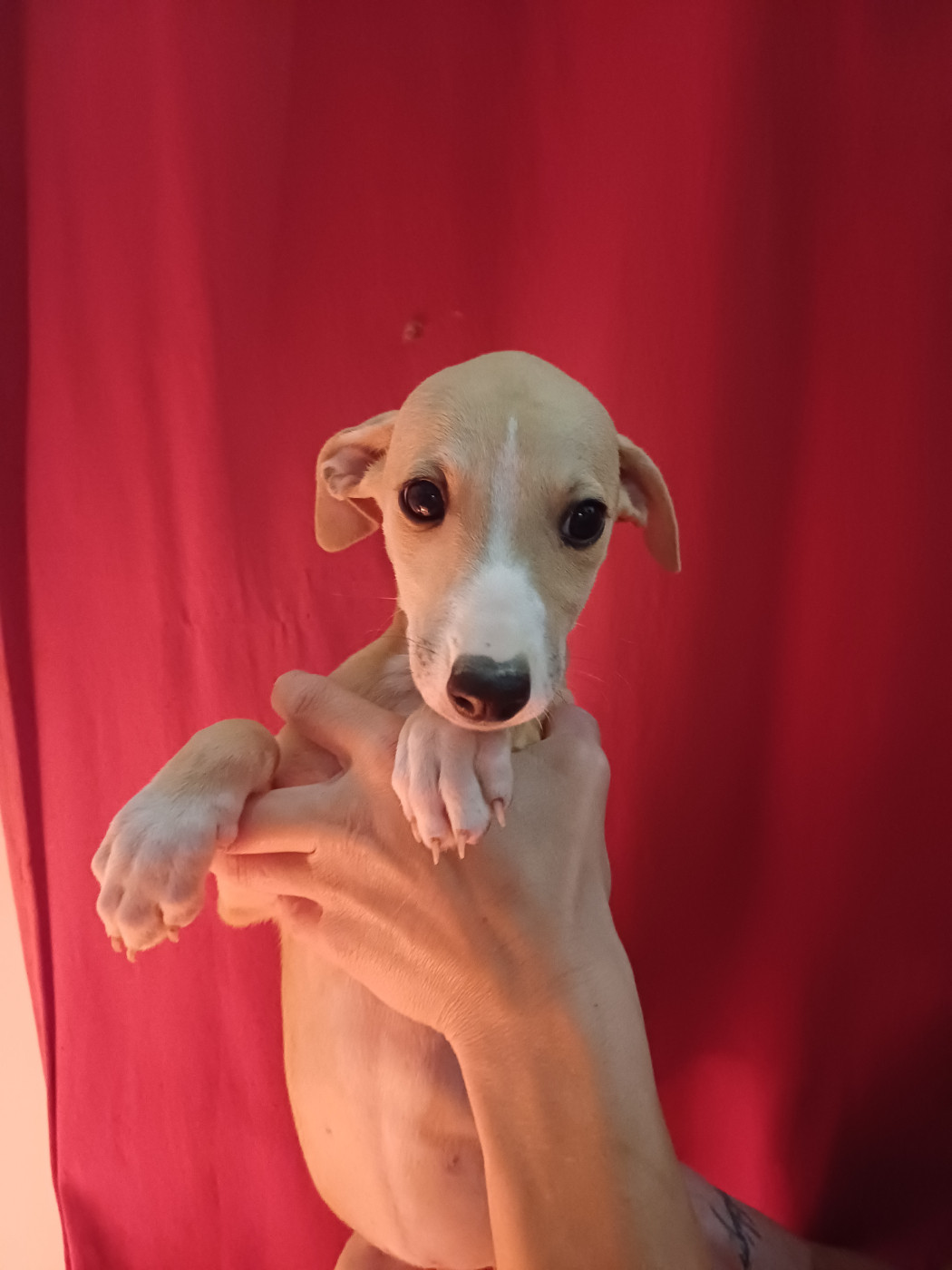De Lev'horse - Chiots disponibles - Whippet