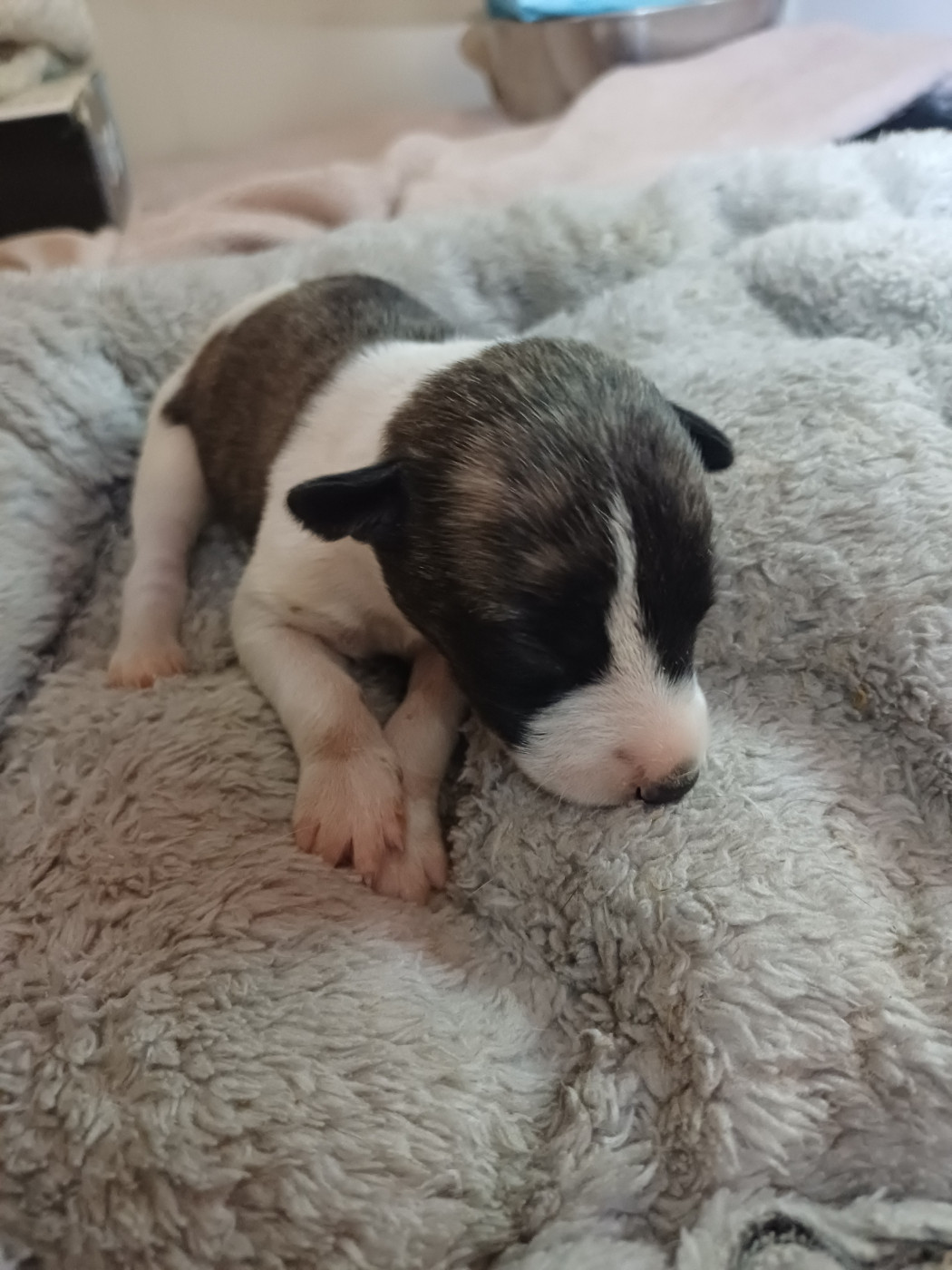 De Lev'horse - Chiots disponibles - Whippet