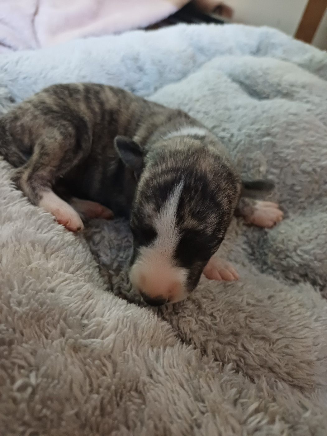 De Lev'horse - Chiots disponibles - Whippet