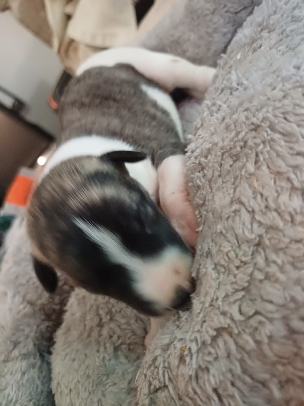 De Lev'horse - Chiots disponibles - Whippet