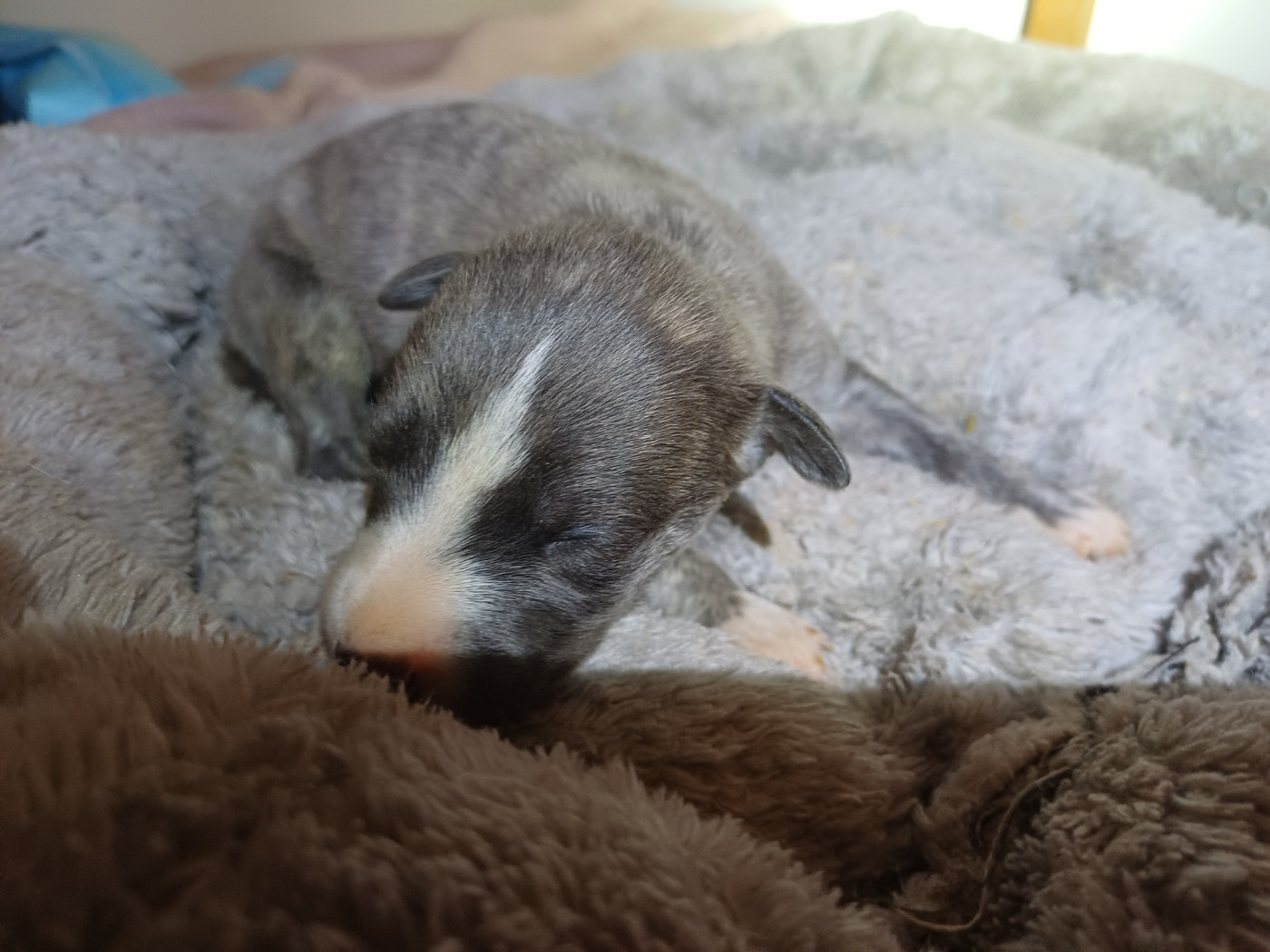 De Lev'horse - Chiots disponibles - Whippet