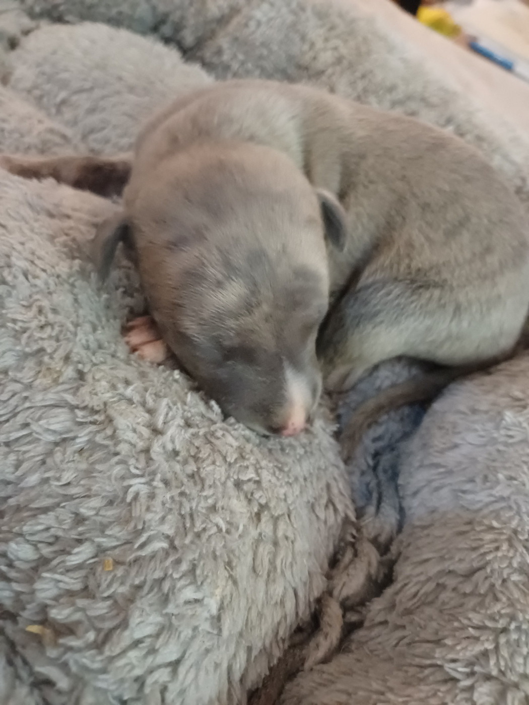 De Lev'horse - Chiots disponibles - Whippet