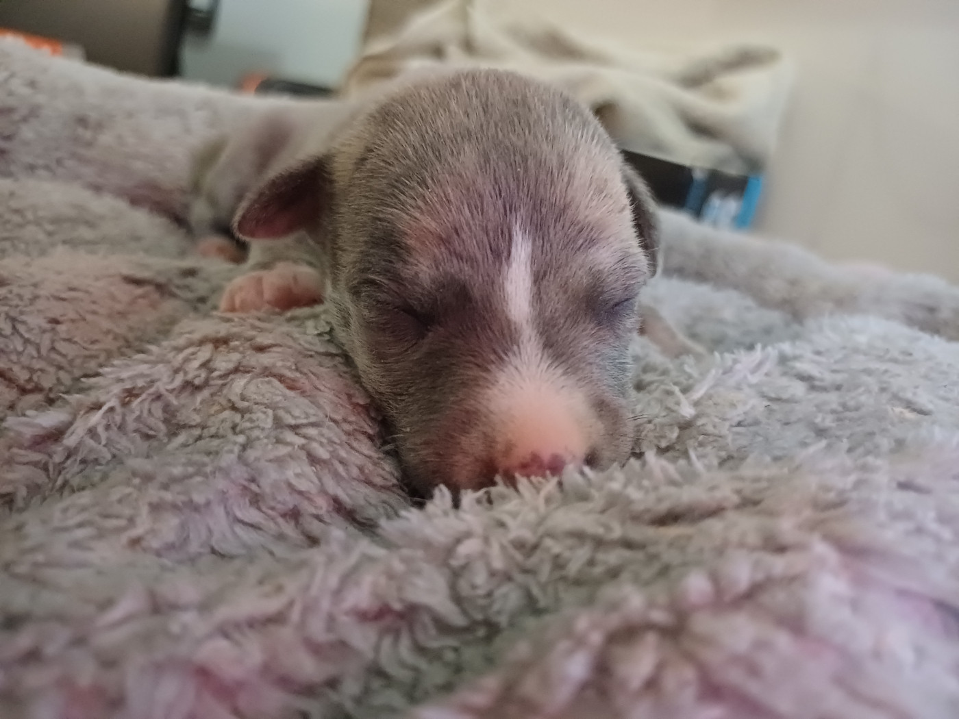 De Lev'horse - Chiots disponibles - Whippet