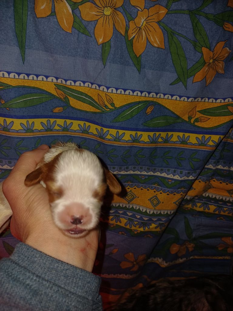 De Lev'horse - Chiots disponibles - Cavalier King Charles Spaniel