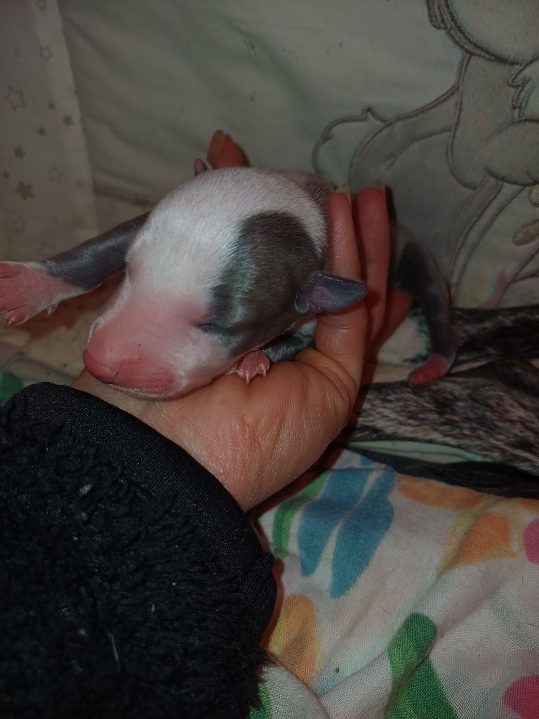 De Lev'horse - Chiots disponibles - Whippet
