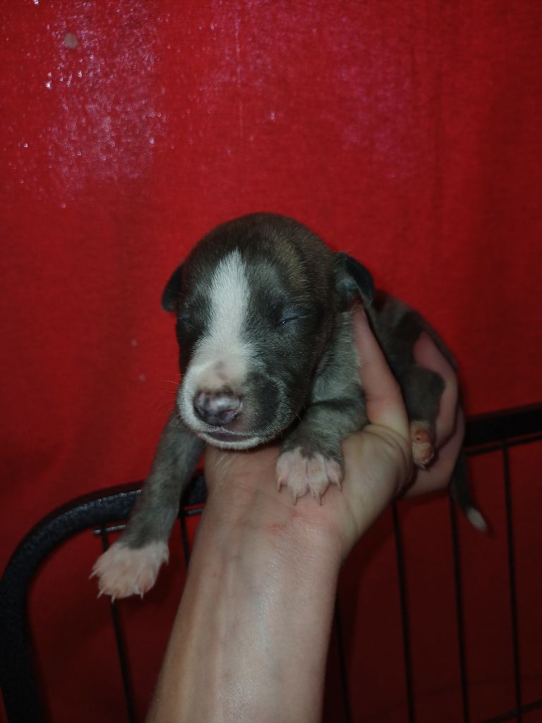 De Lev'horse - Chiots disponibles - Whippet