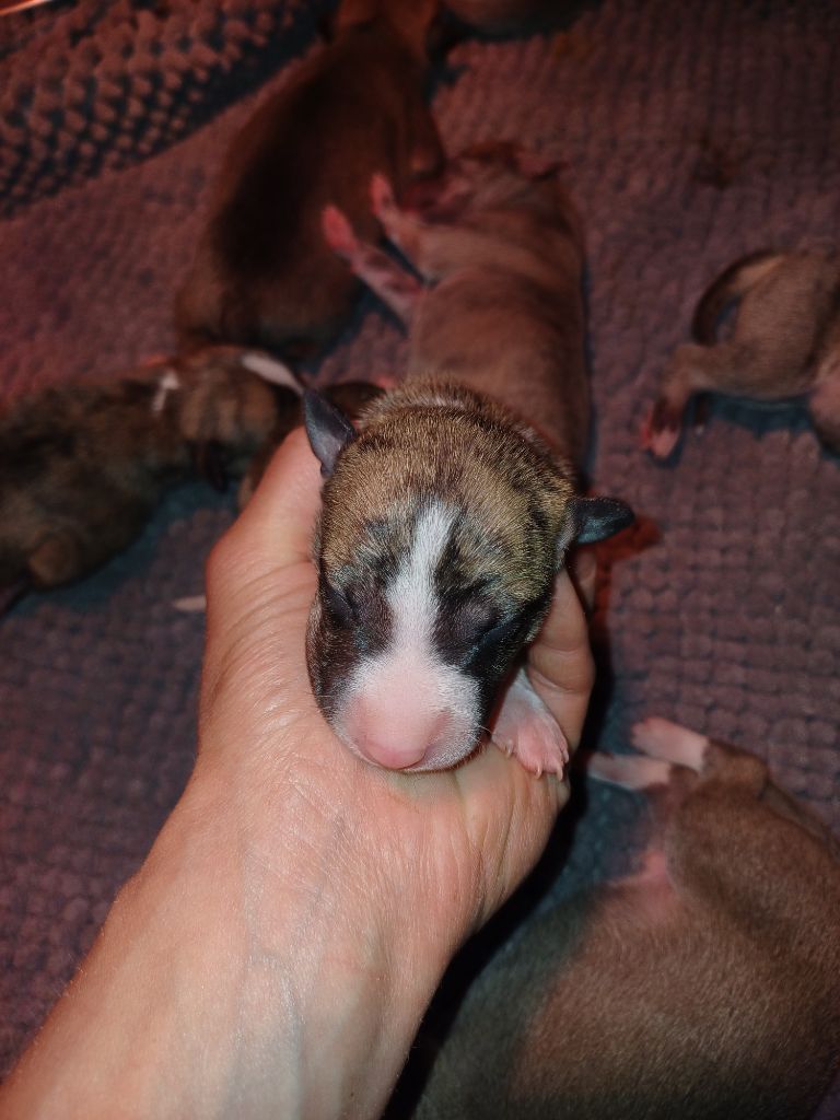 De Lev'horse - Chiots disponibles - Whippet