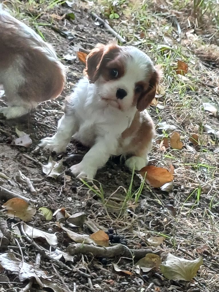 De Lev'horse - Chiots disponibles - Cavalier King Charles Spaniel