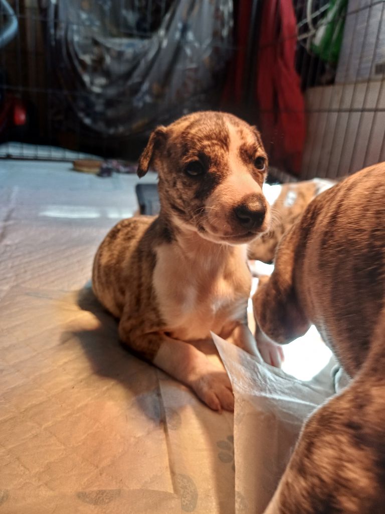 De Lev'horse - Chiots disponibles - Whippet