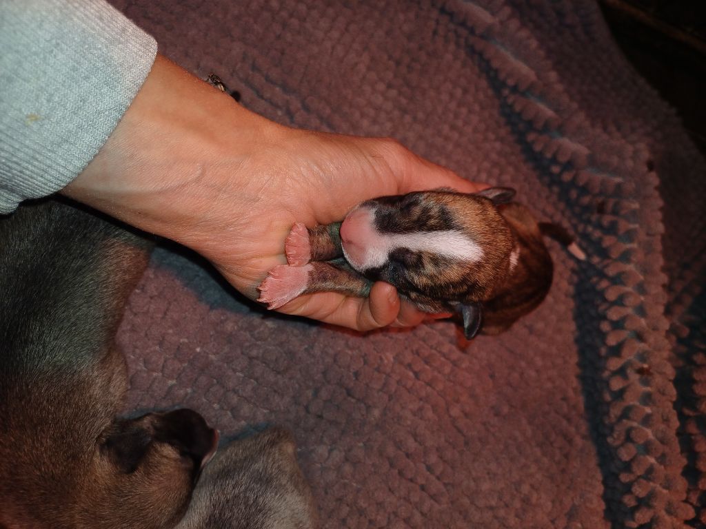 De Lev'horse - Chiots disponibles - Whippet