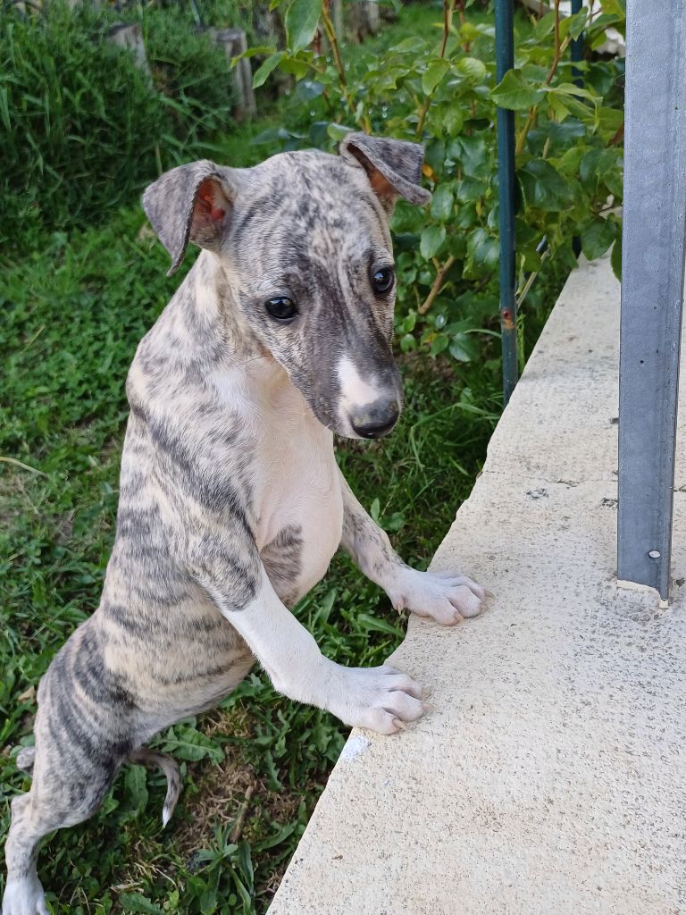 De Lev'horse - Chiots disponibles - Whippet