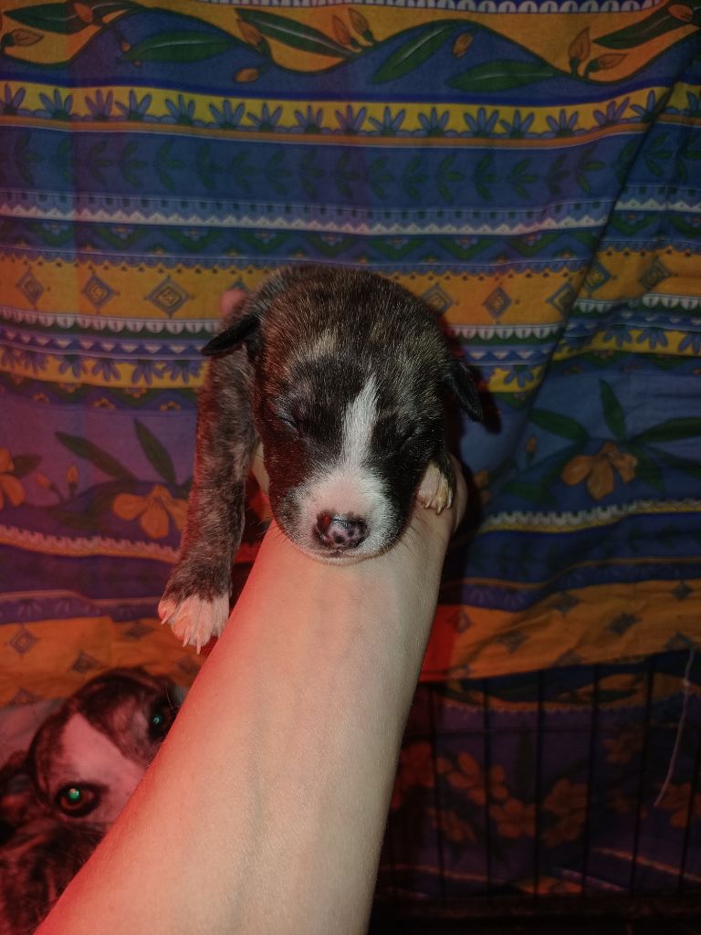 De Lev'horse - Chiots disponibles - Whippet