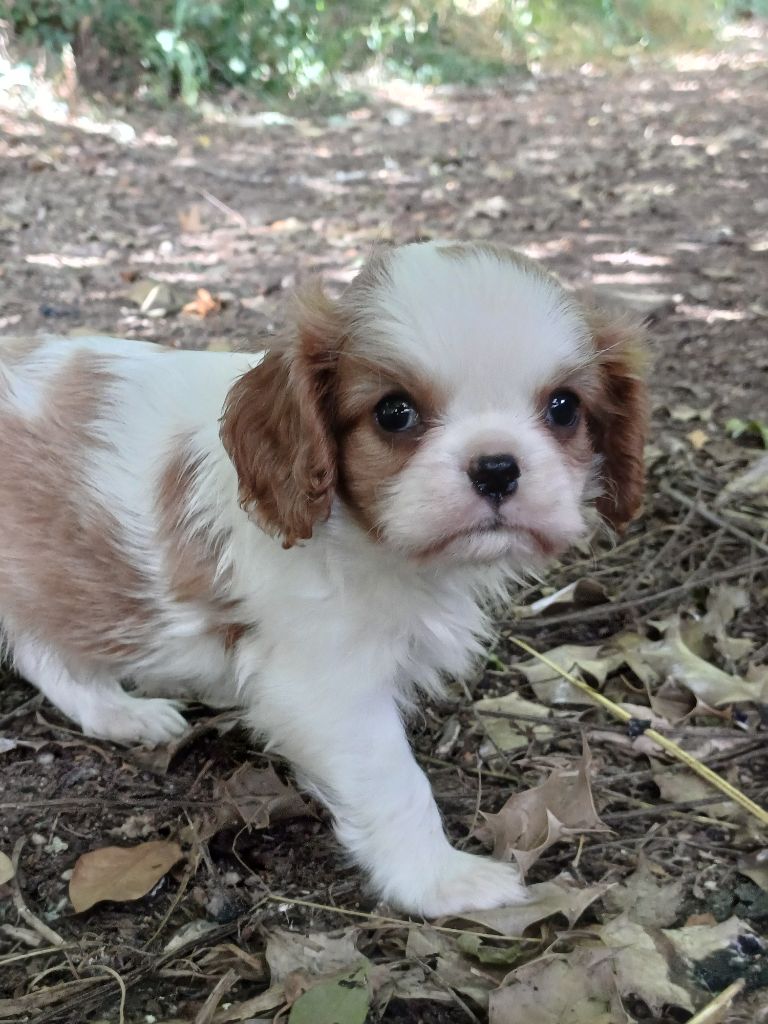 De Lev'horse - Chiots disponibles - Cavalier King Charles Spaniel