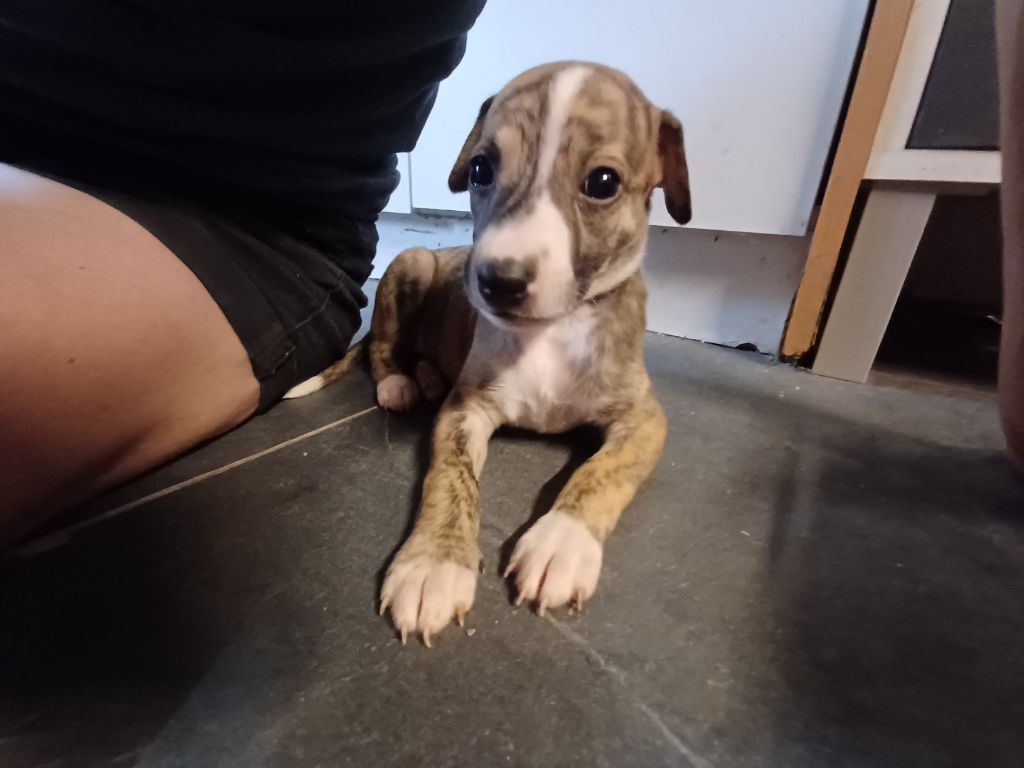 Chiot Whippet De Lev'horse