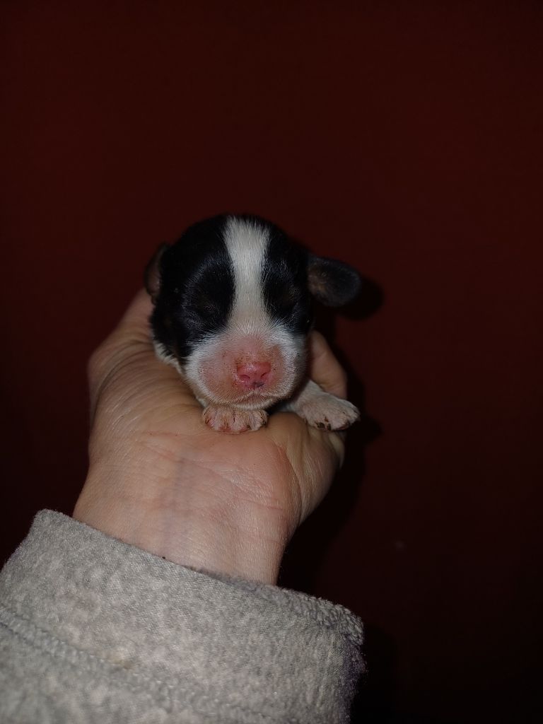 De Lev'horse - Chiots disponibles - Cavalier King Charles Spaniel