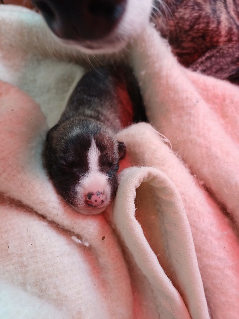 De Lev'horse - Chiots disponibles - Whippet