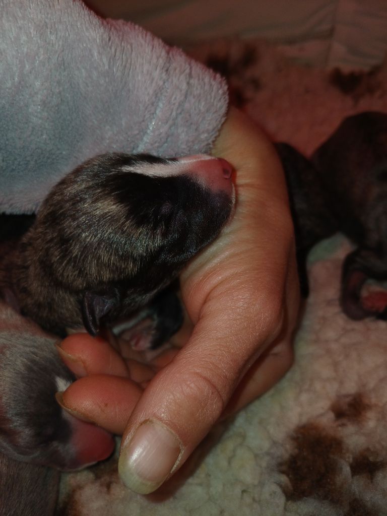 De Lev'horse - Chiots disponibles - Whippet
