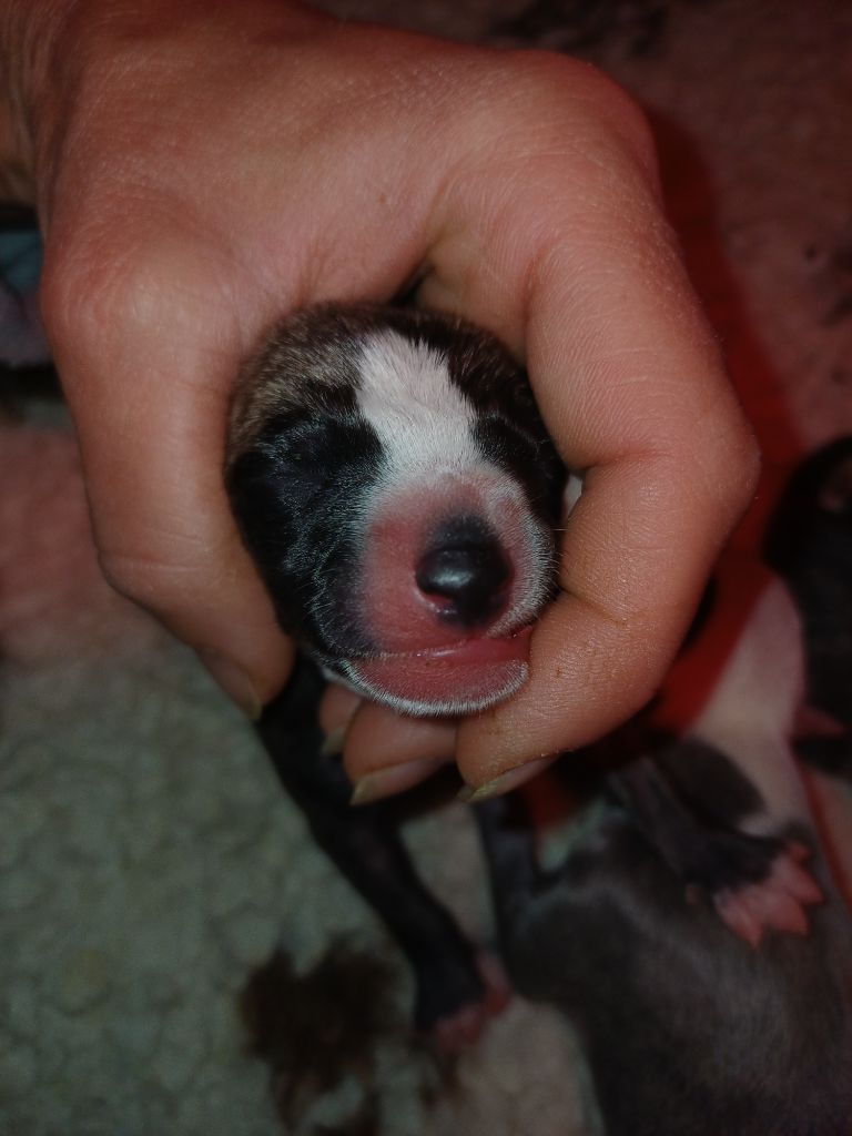 De Lev'horse - Chiots disponibles - Whippet