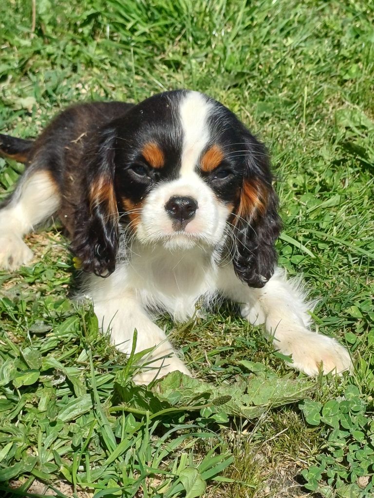 De Lev'horse - Chiots disponibles - Cavalier King Charles Spaniel