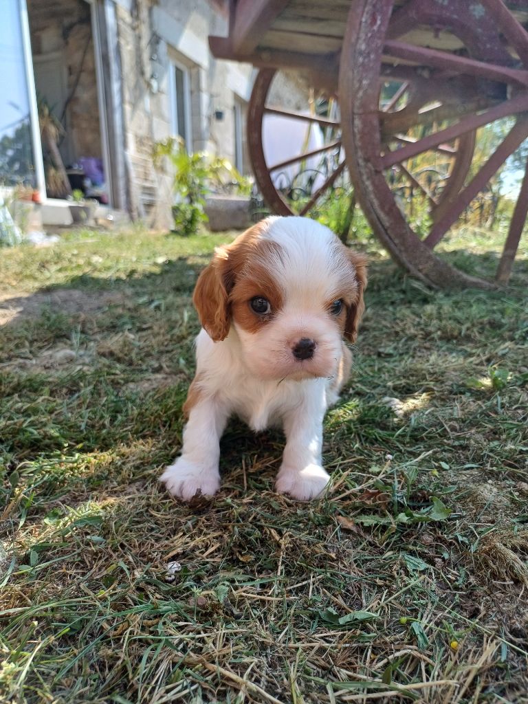 Artemis