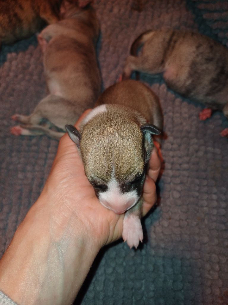 De Lev'horse - Chiots disponibles - Whippet