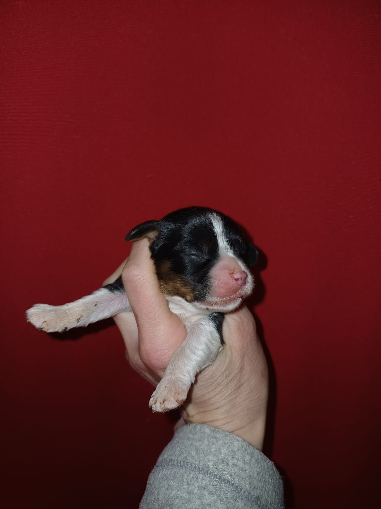 De Lev'horse - Chiots disponibles - Cavalier King Charles Spaniel