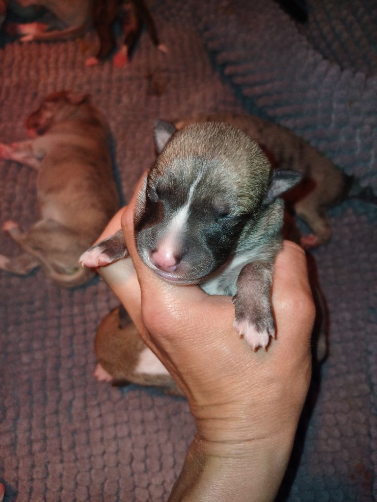 De Lev'horse - Chiots disponibles - Whippet