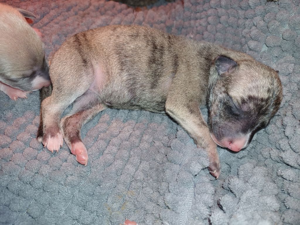 De Lev'horse - Chiots disponibles - Whippet
