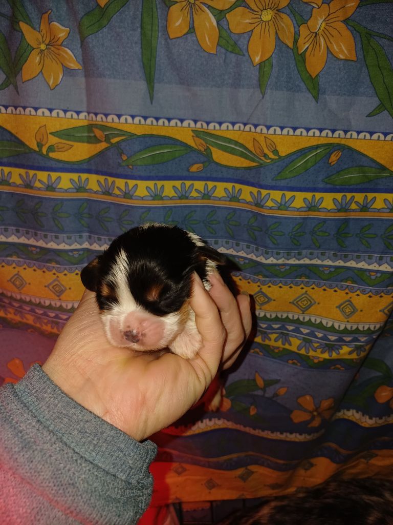 De Lev'horse - Chiots disponibles - Cavalier King Charles Spaniel