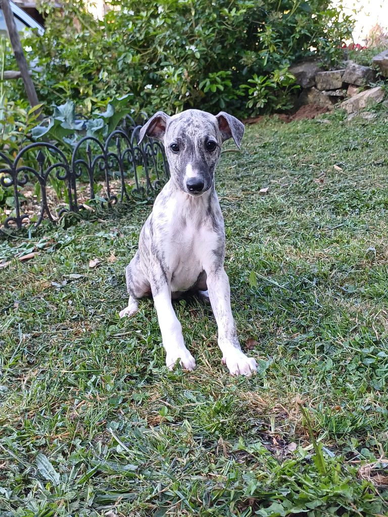De Lev'horse - Chiots disponibles - Whippet