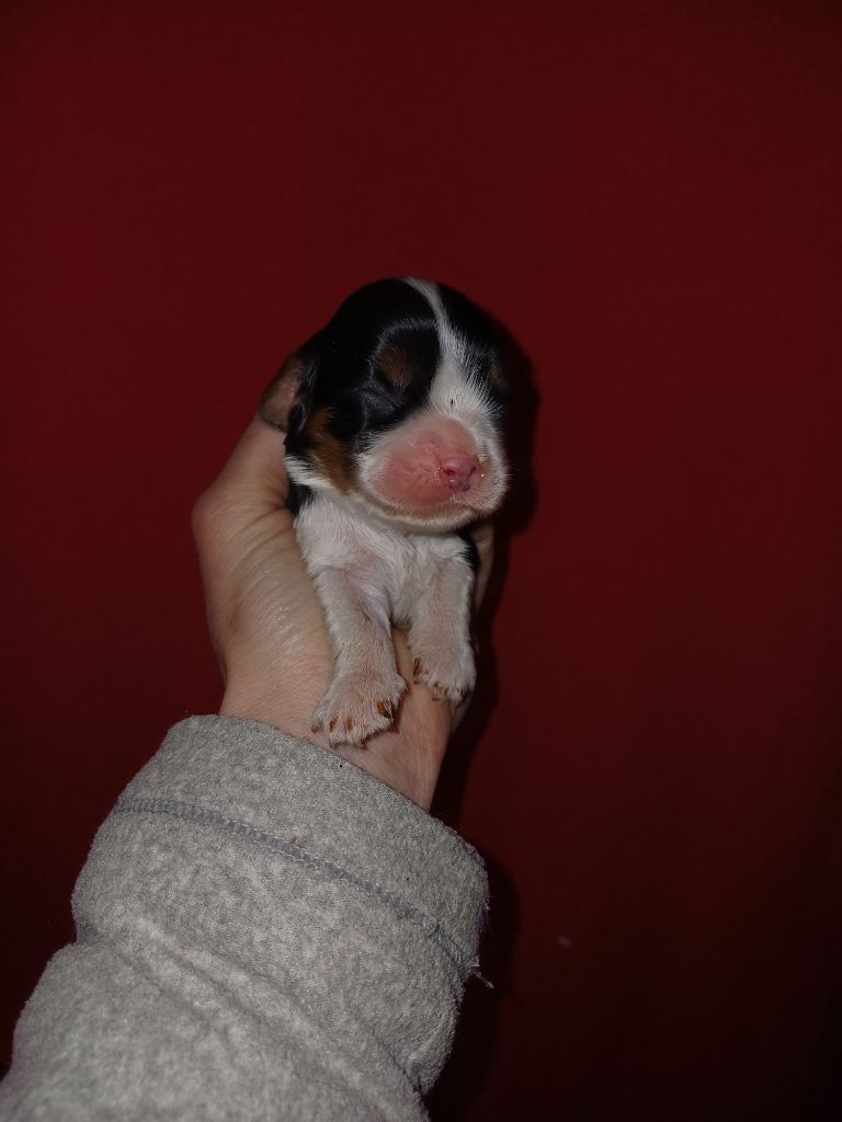De Lev'horse - Chiots disponibles - Cavalier King Charles Spaniel