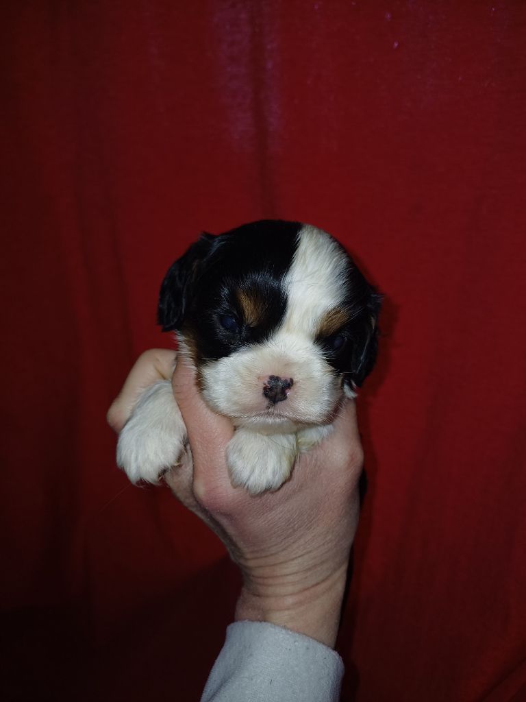 De Lev'horse - Chiots disponibles - Cavalier King Charles Spaniel