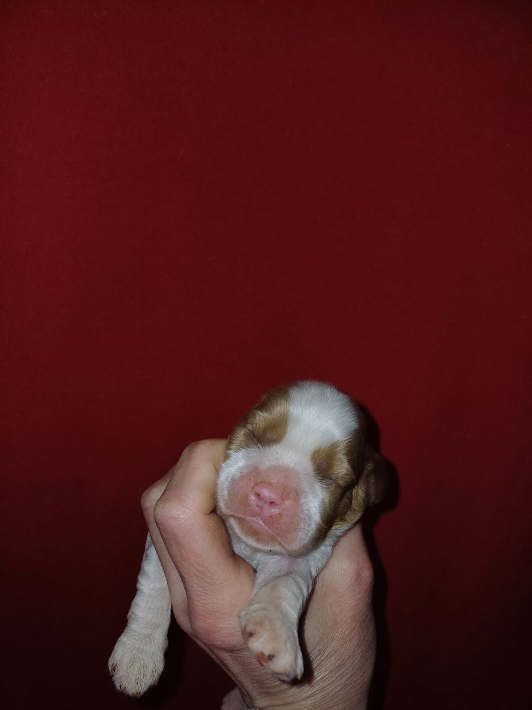 De Lev'horse - Chiots disponibles - Cavalier King Charles Spaniel